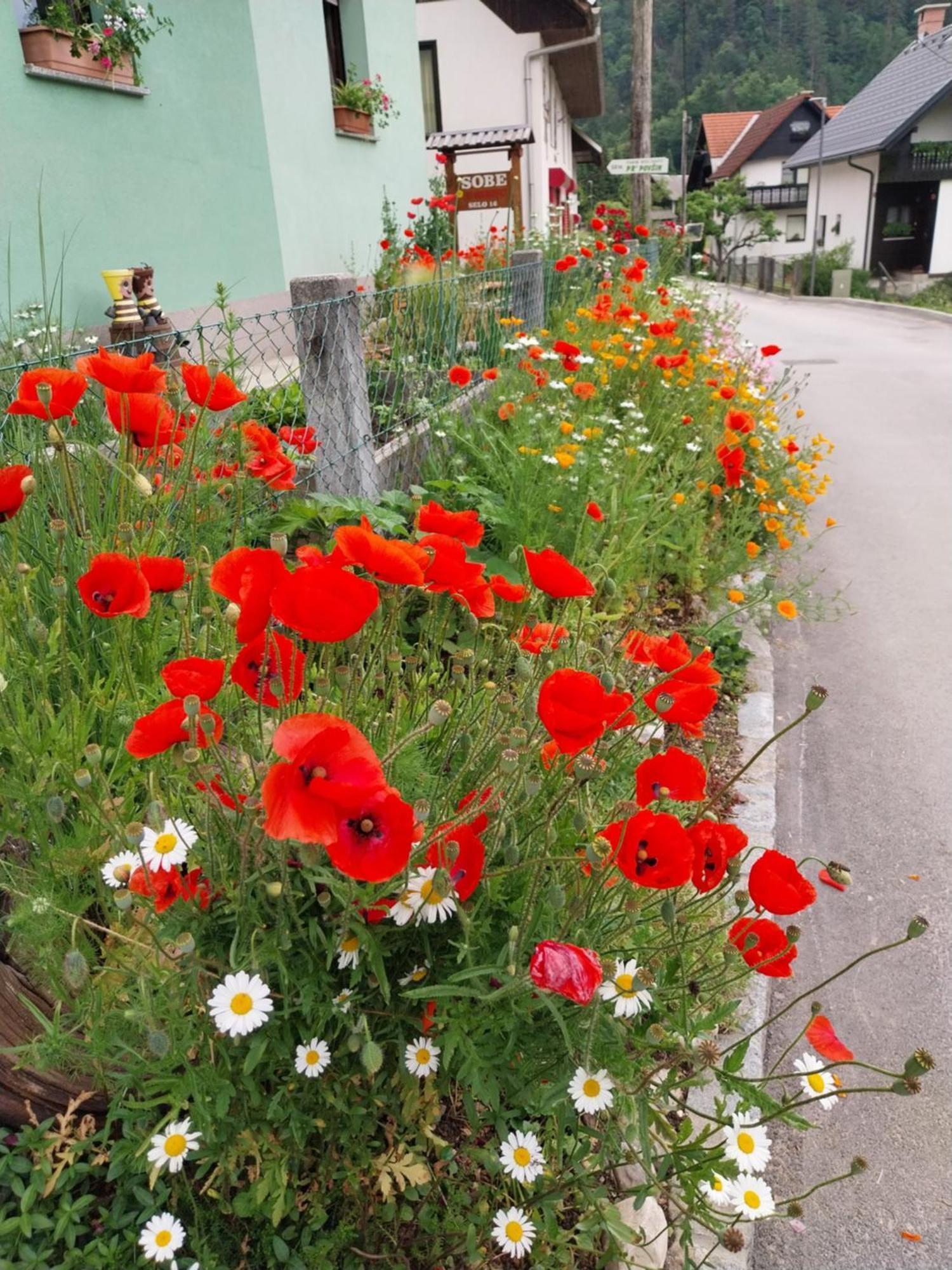 Sobe U Sirrc Bed and Breakfast Bled Exteriör bild